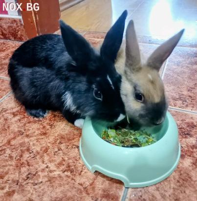 Подарявам зайци | Други Любимци | София-град