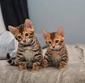 Бенгалски котенца на разположение-Котки