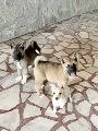 Америкаска акита-Кучета